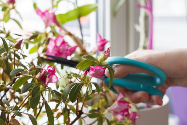 Azalea Pruning in Winston Salem