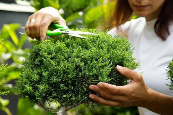 Juniper Shrub Pruning in Winston Salem