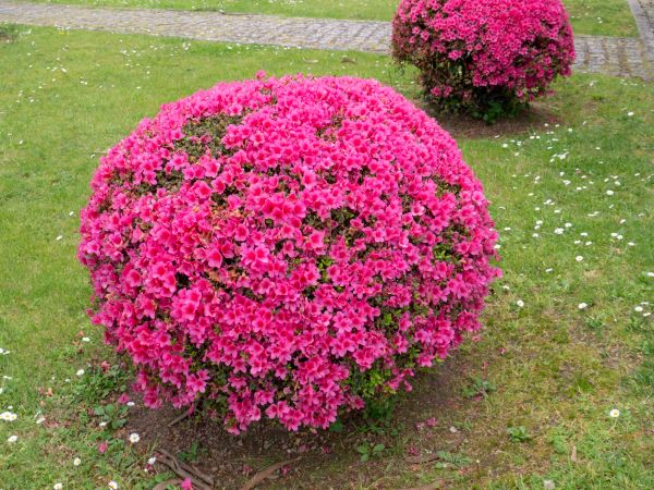 Rhododendron Pruning in Winston Salem