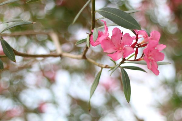 Oleander Removal in Winston Salem
