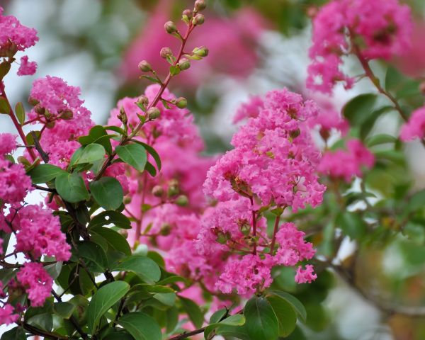 Crepe Myrtle Removal in Winston Salem