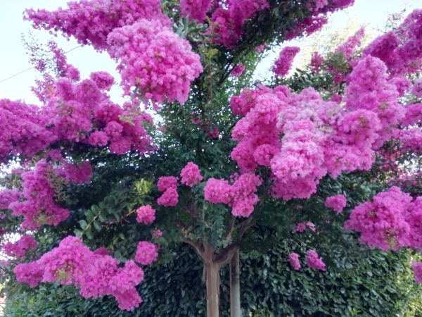Crape Myrtle Pruning in Winston Salem