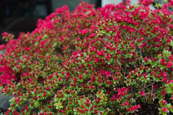 Weigela Removal Service in Winston Salem