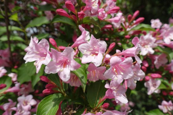 Weigela Pruning Service in Winston Salem