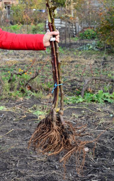 Shrub Root Removal in Winston Salem