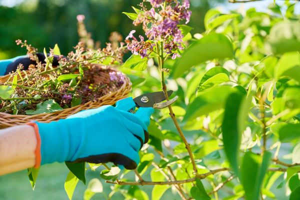 Lilac Trimming Service in Winston Salem