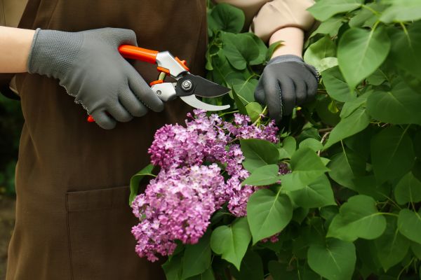Lilac Pruning Service in Winston Salem