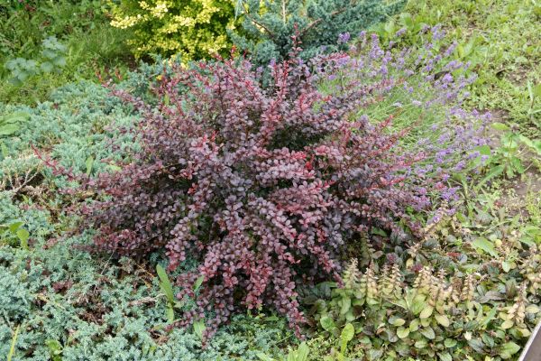 Japanese Barberry Removal in Winston Salem