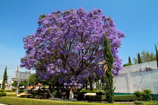 Jacaranda Pruning in Winston Salem