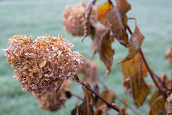 Hydrangea Removal in Winston Salem