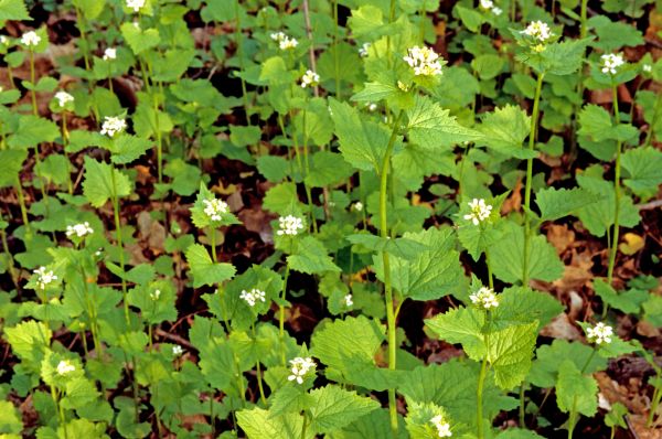 Garlic Mustard Removal in Winston Salem