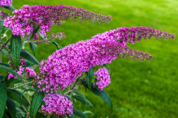 Butterfly Bush Removal in Winston Salem