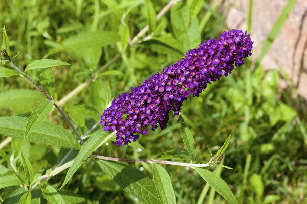 Butterfly Bush Pruning in Winston Salem