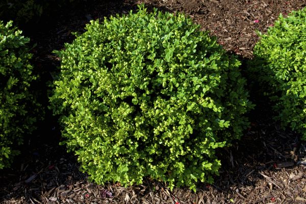 Boxwood Removal in Winston Salem