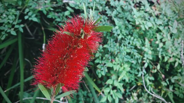Bottlebrush Pruning in Winston Salem