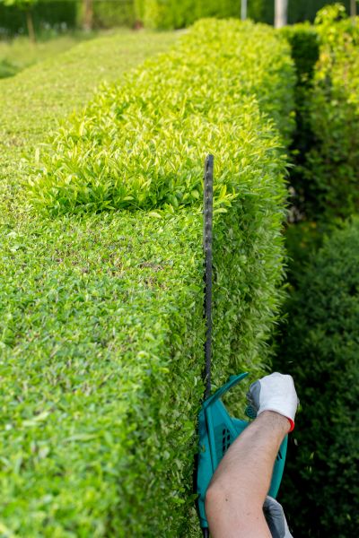 Hedge Trimming in Winston Salem