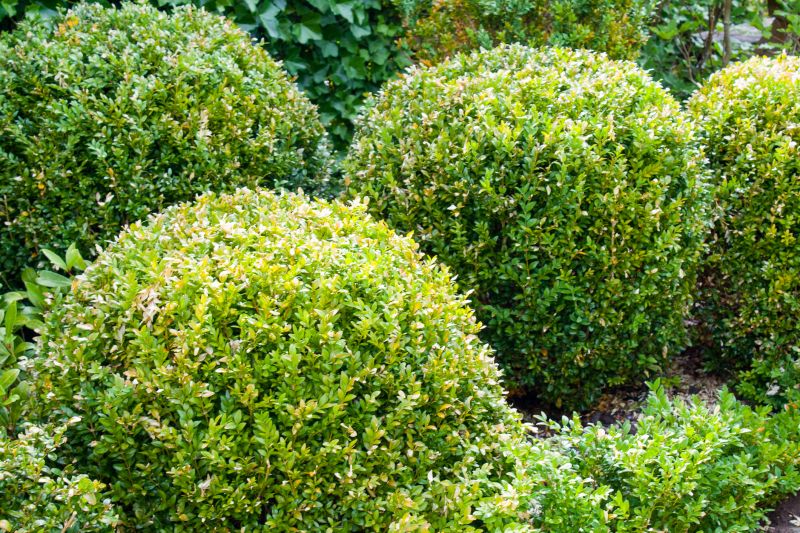 Lush, well-maintained shrubs